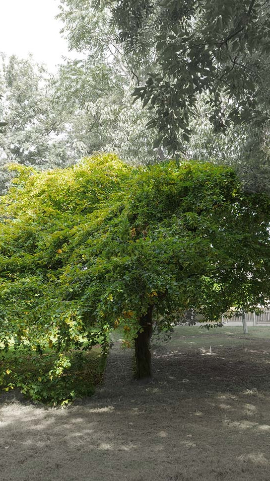 European hornbeam witness tree at Trinity College Botanic Garden. Activate to view a larger version.
