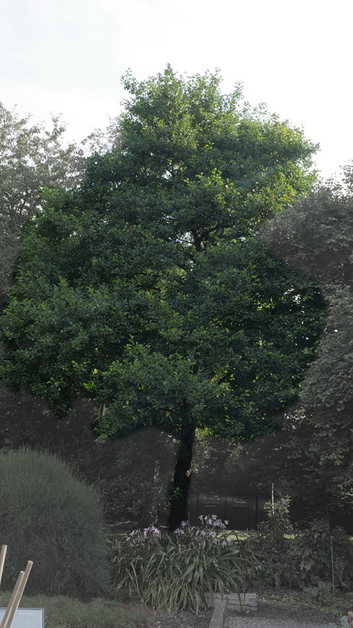 Alder witness tree at Trinity College Botanic Garden. Activate to view a larger version.