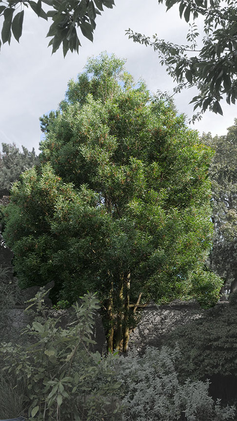 Australian blackwood witness tree. Activate to view a larger version.