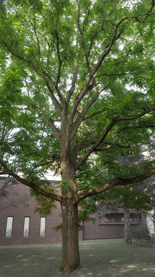 Black walnut witness tree at Trinity College Botanic Garden. Activate to view a larger version.