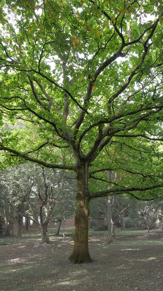 Common oak witness tree at Trinity College Botanic Garden. Activate to view a larger version.