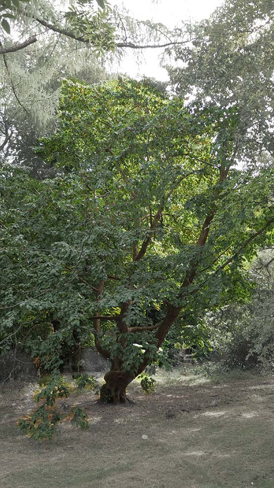 European hop-hornbeam witness tree. Activate to view a larger version.
