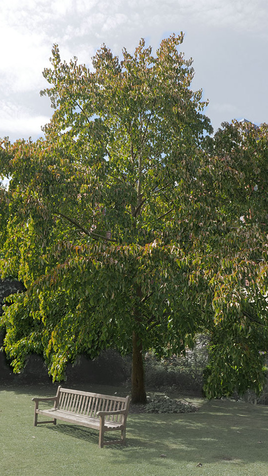 Handkerchief tree witness tree at Trinity College Botanic Garden. Activate to view a larger version.