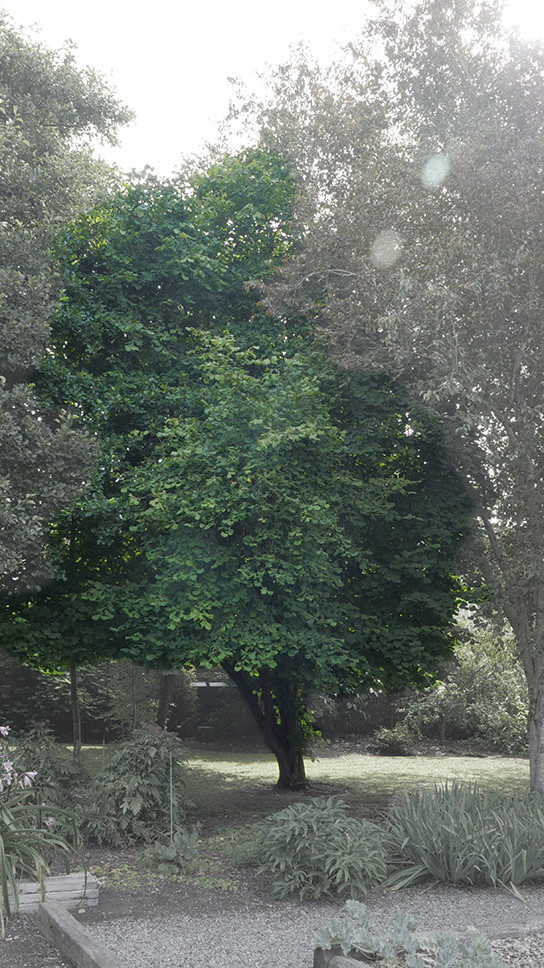 Hazel witness tree at Trinity College Botanic Garden. Activate to view a larger version.