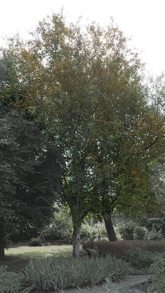 Himalayan birch witness tree at Trinity College Botanic Garden. Activate to view a larger version.