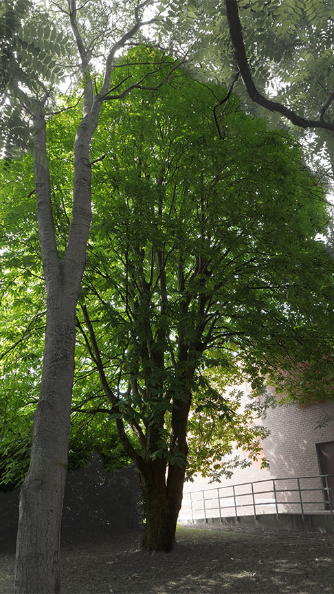 Indian chestnut witness tree at Trinity College Botanic Garden. Activate to view a larger version.