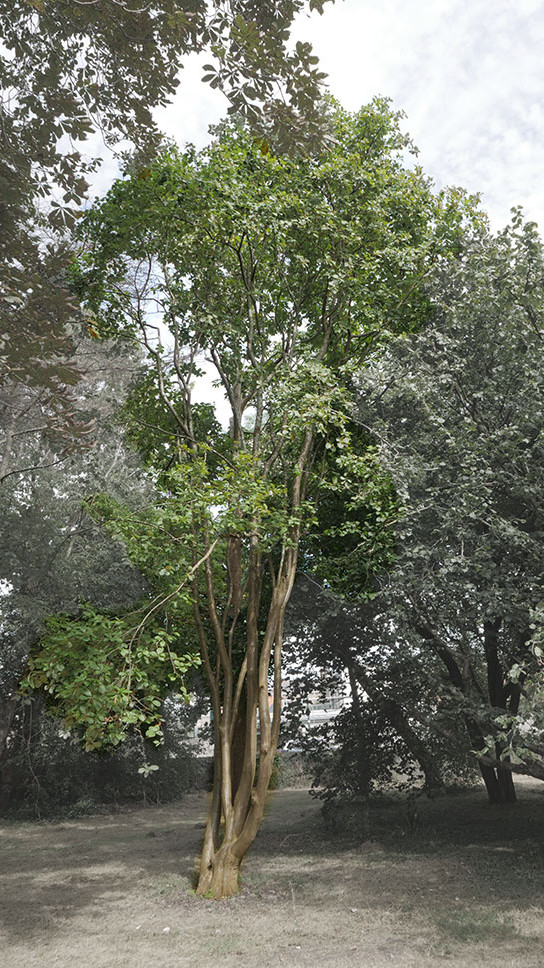 Irish whitebeam witness tree at Trinity College Botanic Garden. Activate to view a larger version.
