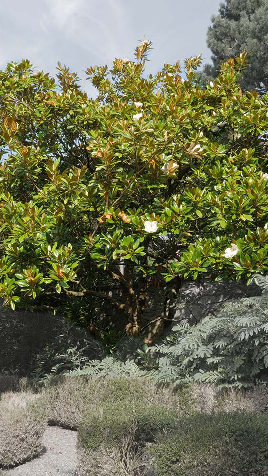 Southern magnolia witness tree at Trinity College Botanic Garden. Activate to view a larger version.