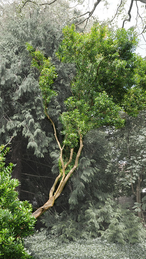 Strawberry tree witness tree at Trinity College Botanic Garden. Activate to view a larger version.