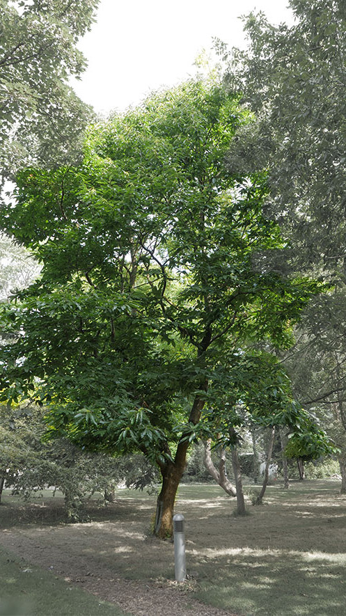 Sweet chestnut witness tree at Trinity College Botanic Garden. Activate to view a larger version.